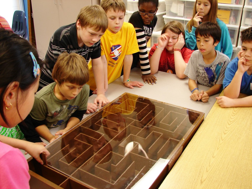 Fifth-grade students watch carefully as one of the rats races to complete the maze.